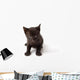 Black Cat Kid Wall Decal