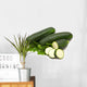 slice fresh bio marrow on white background Wall Decal