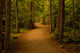 Path Forest Wall Decal