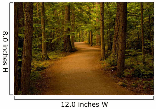 Path Forest Wall Decal