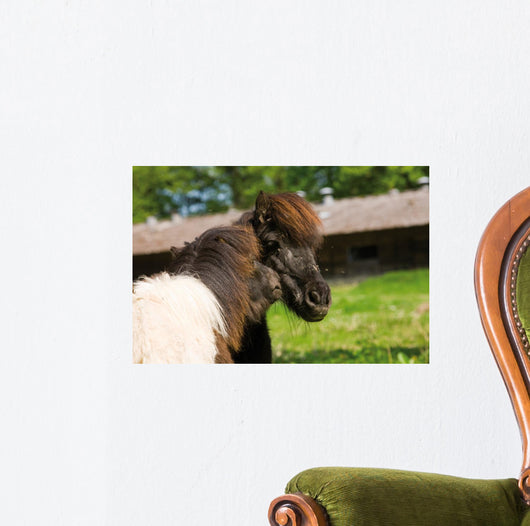Loving Shetland Ponies Wall Decal