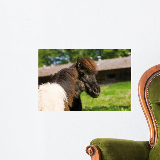 Loving Shetland Ponies Wall Decal