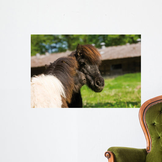 Loving Shetland Ponies Wall Decal