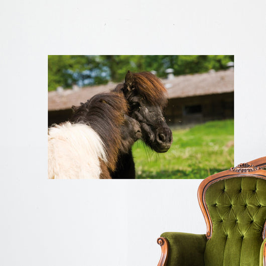 Loving Shetland Ponies Wall Decal