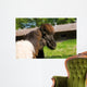 Loving Shetland Ponies Wall Decal