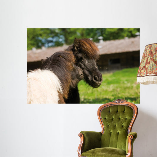 Loving Shetland Ponies Wall Decal