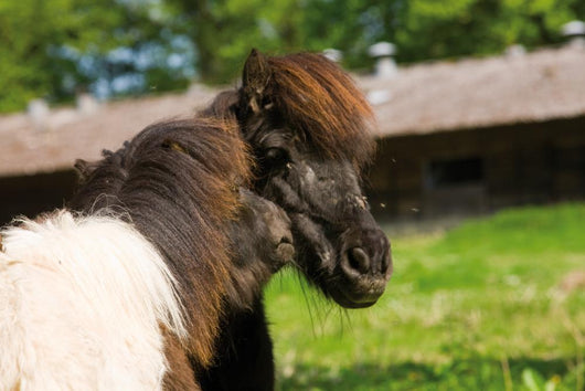 Loving Shetland Ponies Wall Decal