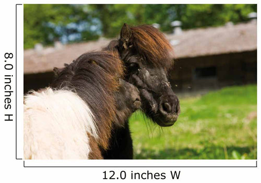 Loving Shetland Ponies Wall Decal