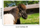 Loving Shetland Ponies Wall Decal