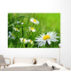 Daisy 141 Wall Decal