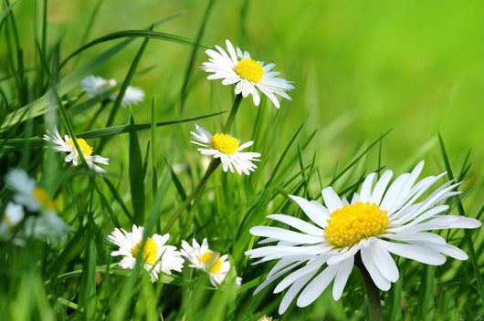 Daisy 141 Wall Decal