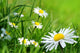 Daisy 141 Wall Decal