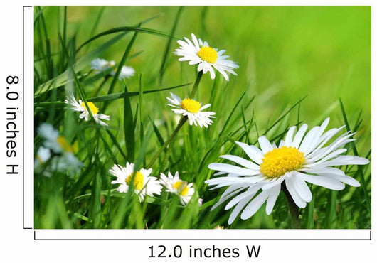 Daisy 141 Wall Decal