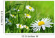 Daisy 141 Wall Decal