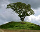 Tree Wall Decal