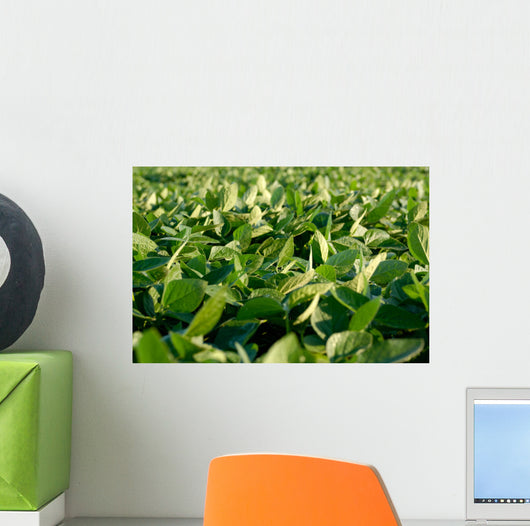 Soy Bean Farming Wall Decal