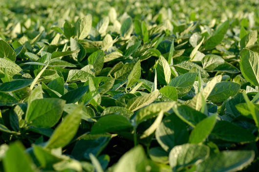 Soy Bean Farming Wall Decal