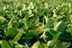 Soy Bean Farming Wall Decal