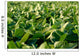 Soy Bean Farming Wall Decal