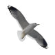 Flying Seagull Wall Decal