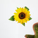 Sunflower Fig Sets Wall Decal
