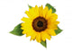 Sunflower Fig Sets Wall Decal