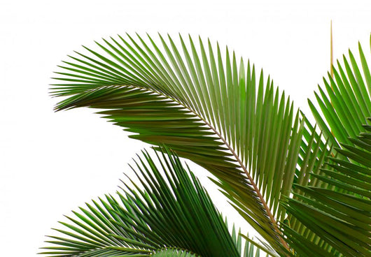 Leaves Palm Tree Wall Decal Design 1