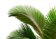 Leaves Palm Tree Wall Decal Design 1