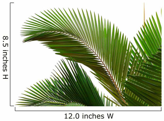Leaves Palm Tree Wall Decal Design 1
