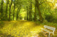 Romantic Park Autumn Wall Decal