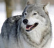 Gray Wolf Wall Mural