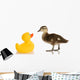 Baby Mallard Duck Wall Decal