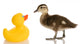 Baby Mallard Duck Wall Decal