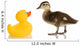 Baby Mallard Duck Wall Decal