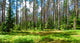 Summer Forest Wall Decal Design 2