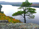 Lake Scenery Wall Decal