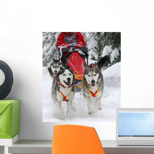 Sled Dog Race Wall Decal