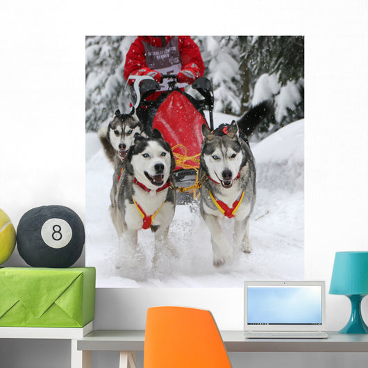 Sled Dog Race Wall Decal