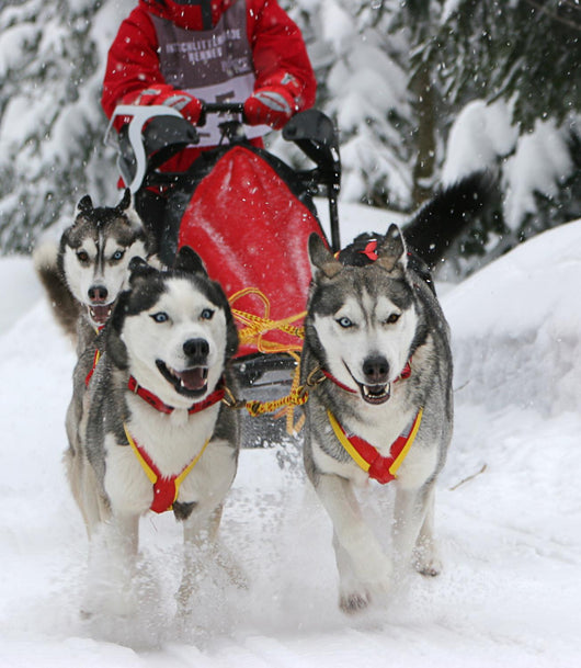 Sled Dog Race Wall Decal