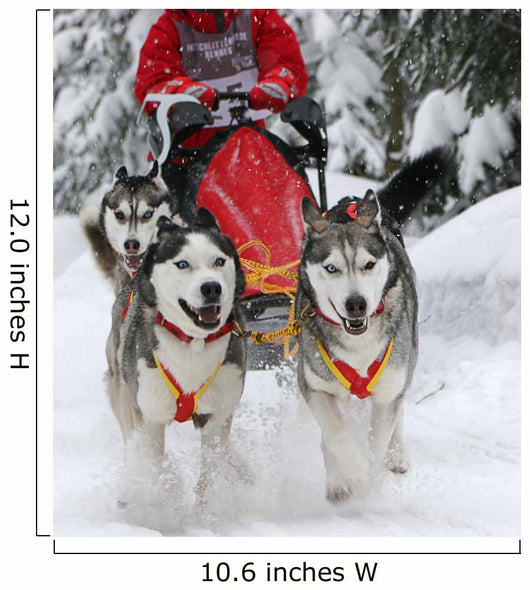 Sled Dog Race Wall Decal