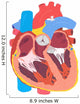 Human Heart Wall Decal