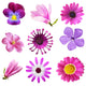 Purple Flowers Wall Stickers