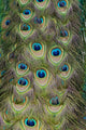 Cascading Peacock Feathers Wall Decal