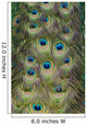 Cascading Peacock Feathers Wall Decal