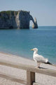 Mouette Etretat Wall Decal