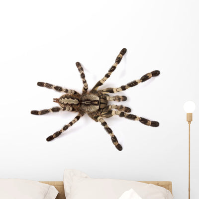 Spider Wall Decal shown on a wall