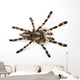 Spider Wall Decal