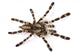 Spider Wall Decal