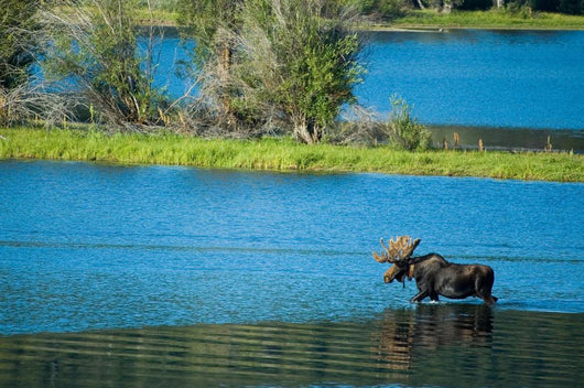 Moose Crossing Wall Decal