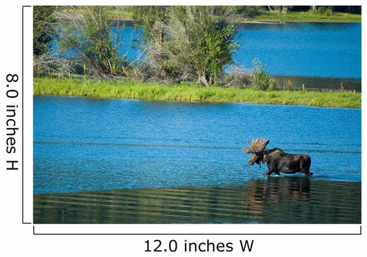 Moose Crossing Wall Decal